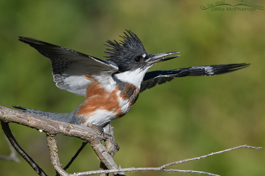 Juvenile Belted Kingfisher being agitated by a Barn Swallow