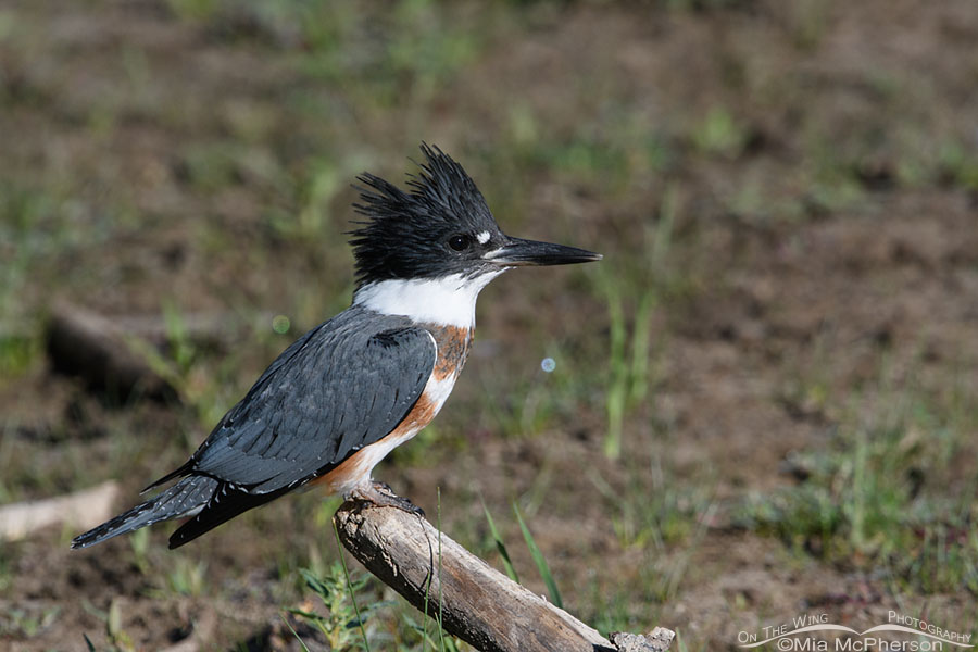Juvenile Belted Kingfisher perched on a stump, Wasatch Mountains, Summit County, Utah
