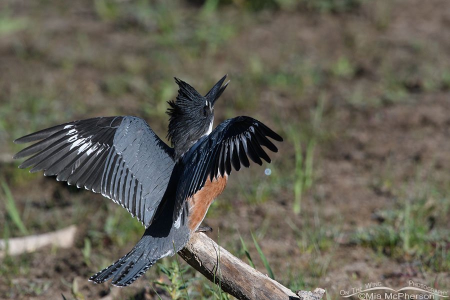 Belted Kingfisher juvenile keeping an eye on a swallow, Wasatch Mountains, Summit County, Utah
