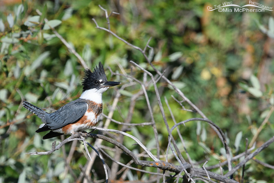 Perky juvenile Belted Kingfisher, Wasatch Mountains, Summit County, Utah