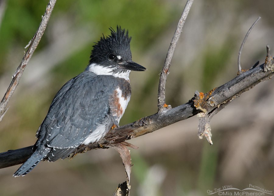 Juvenile Belted Kingfisher looking right at me