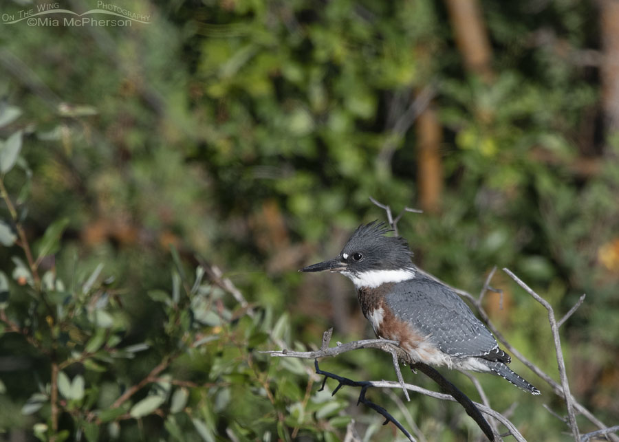 Juvenile Belted Kingfisher perched across a creek, Wasatch Mountains, Summit County, Utah