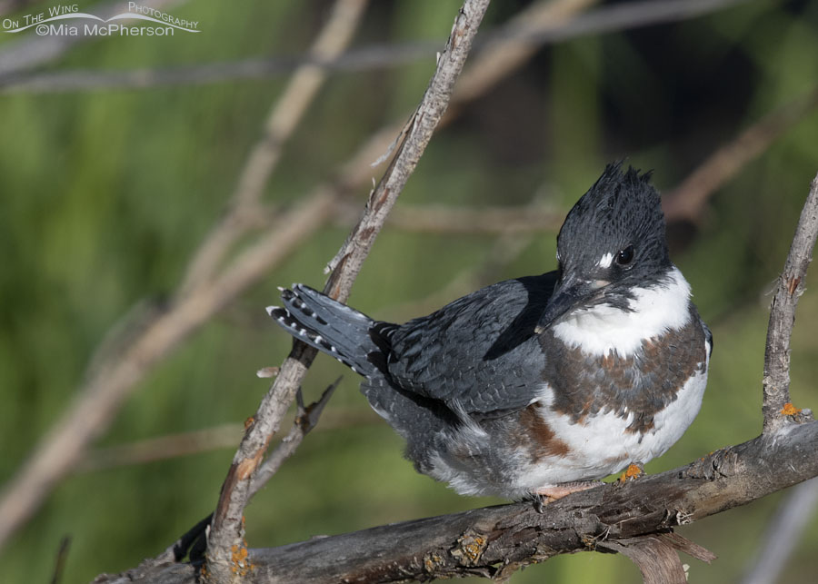 Juvenile Belted Kingfisher getting ready to lift off, Wasatch Mountains, Summit County, Utah