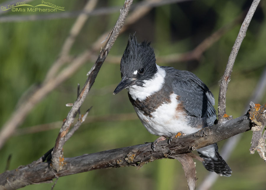 Immature Belted Kingfisher looking down at a creek, Wasatch Mountains, Summit County, Utah