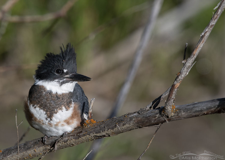 Immature Belted Kingfisher looking up towards the sky, Wasatch Mountains, Summit County, Utah