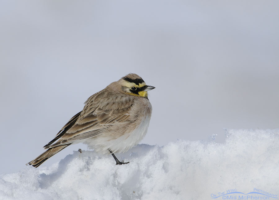 Adult male Horned Lark perched on a snow bank, Box Elder County, Utah