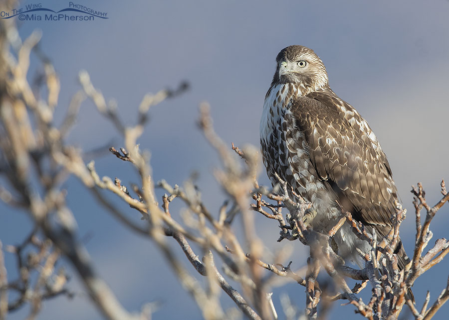 Immature Red-tailed Hawk perched in front of the Wasatch Mountains, Farmington Bay WMA, Davis County, Utah