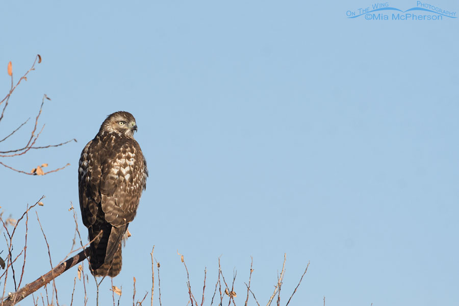 Immature Red-tailed Hawk on Christmas Day, Farmington Bay WMA, Davis County, Utah