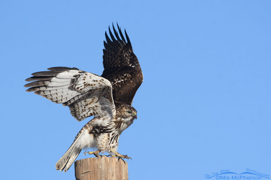 First winter Red-tailed hawk lifting off from a pole, Farmington Bay WMA, Davis County, Utah