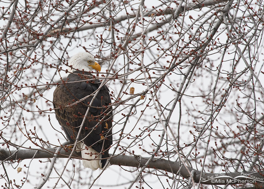 Bald Eagle in a tree across the street, Salt Lake County, Utah