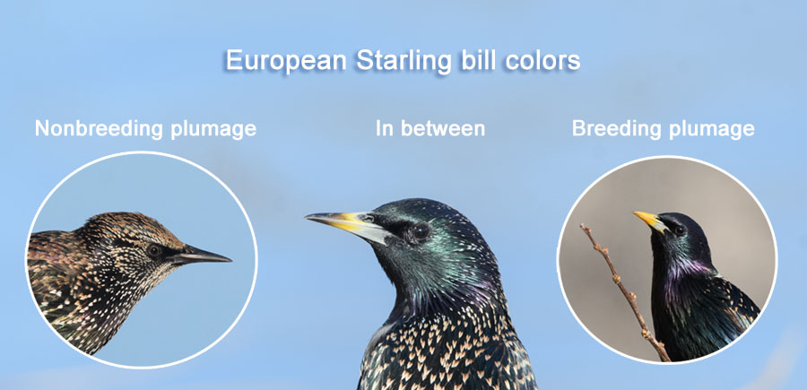 European Starling bill colors