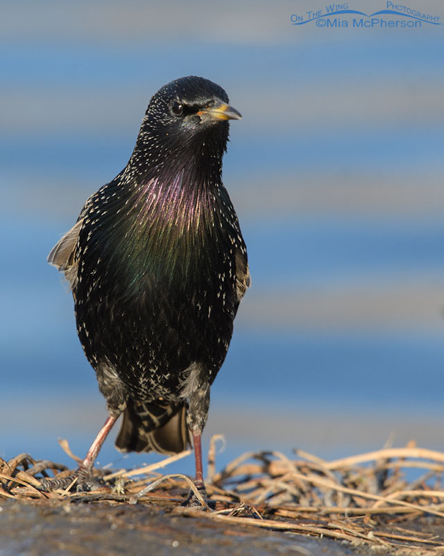Adult European Starling on the shore of a pond, Salt Lake County, Utah