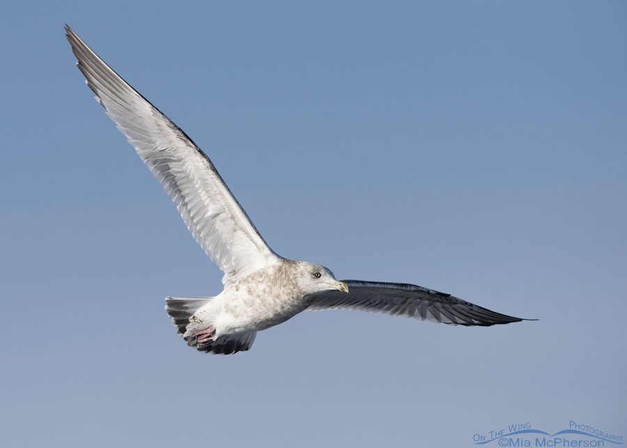 Immature Herring Gull in flight over a marsh, Bear River Migratory Bird Refuge, Box Elder County, Utah