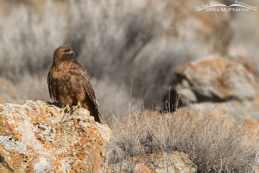 Adult female Red-tailed Hawk resting on a cliff, Box Elder County, Utah
