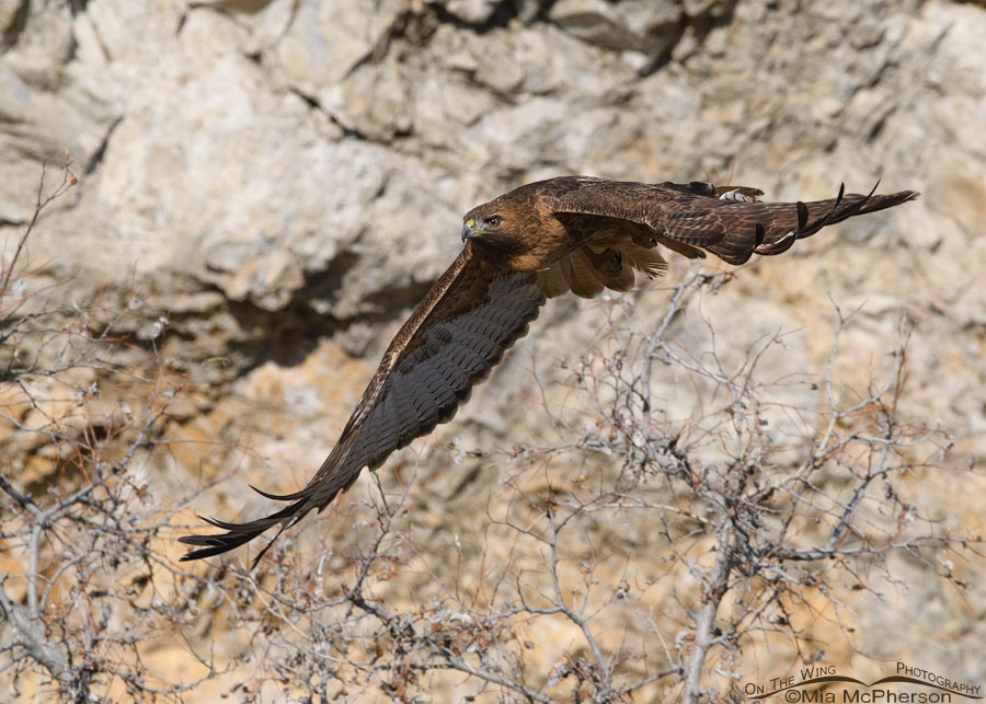 Female Red-tailed Hawk flying over a shrub, Box Elder County, Utah