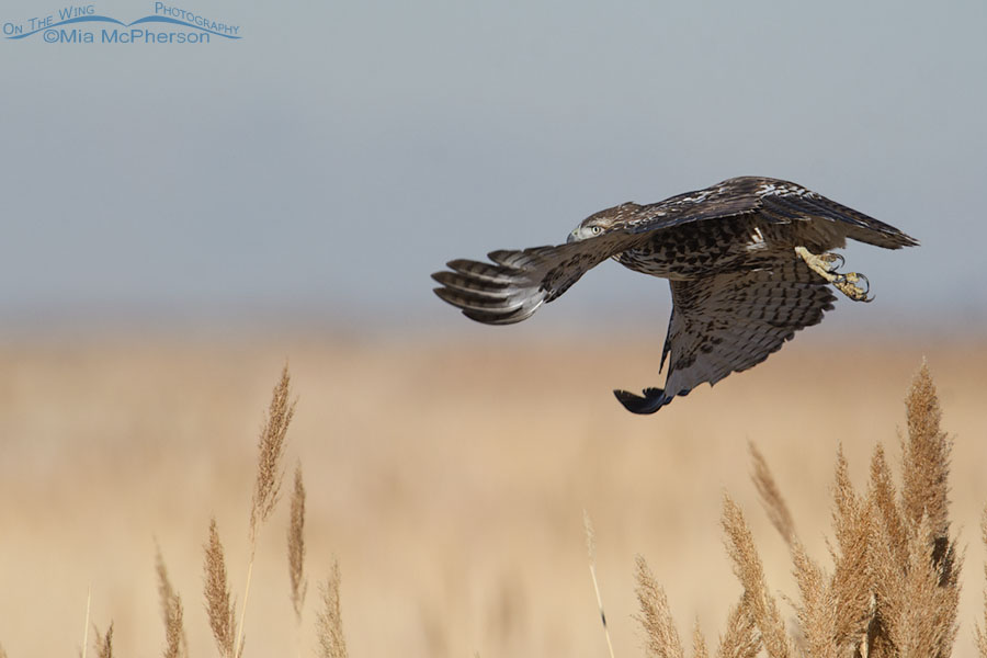 First winter Red-tailed Hawk turning in flight, Farmington Bay WMA, Davis County, Utah