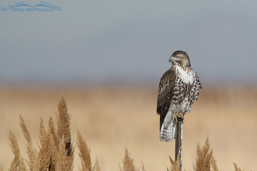 First winter Red-tailed Hawk perched on a metal post, Farmington Bay WMA, Davis County, Utah