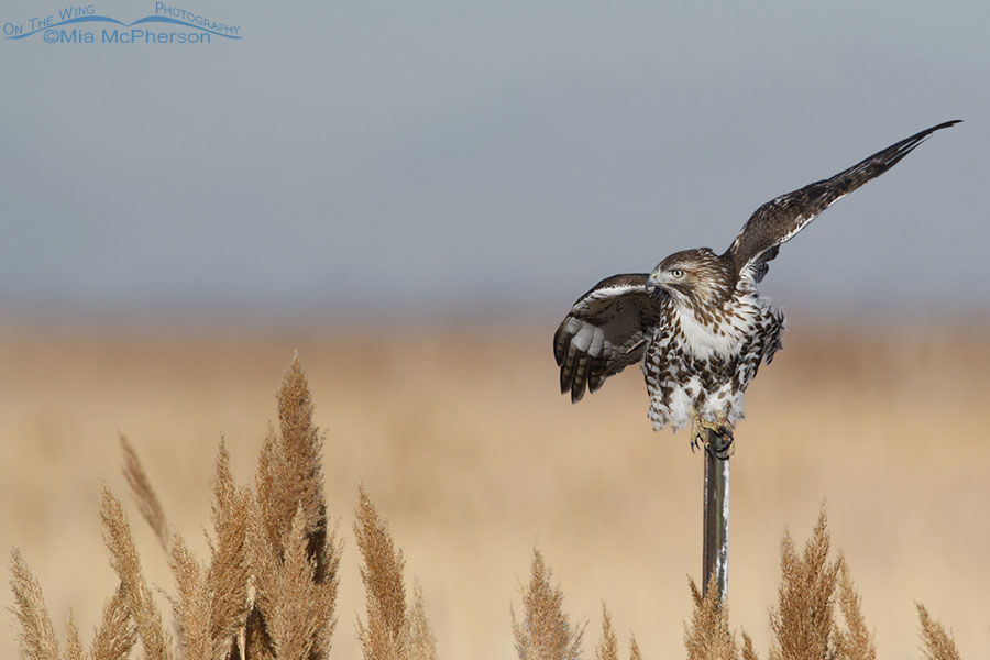 First winter Red-tailed Hawk preparing to lift off, Farmington Bay WMA, Davis County, Utah
