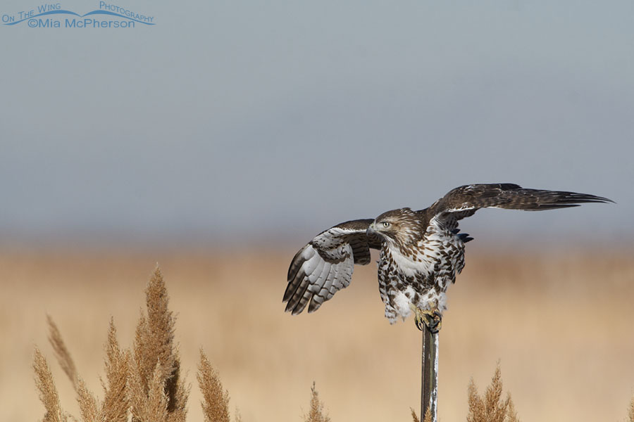 First winter Red-tailed Hawk a split second before lift off, Farmington Bay WMA, Davis County, Utah