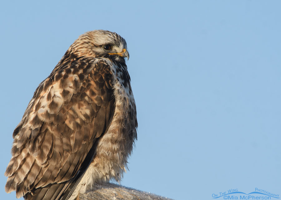 Rough-legged Hawk portrait on a frosted perch, Bear River Migratory Bird Refuge, Box Elder County, Utah