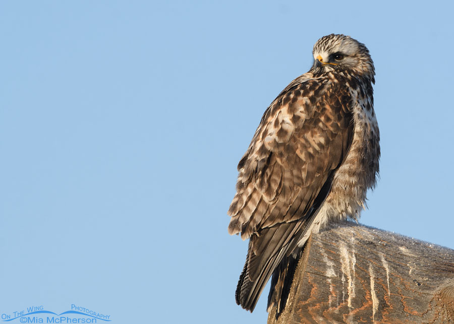 Adult Rough-legged Hawk on a frosty morning, Bear River Migratory Bird Refuge, Box Elder County, Utah