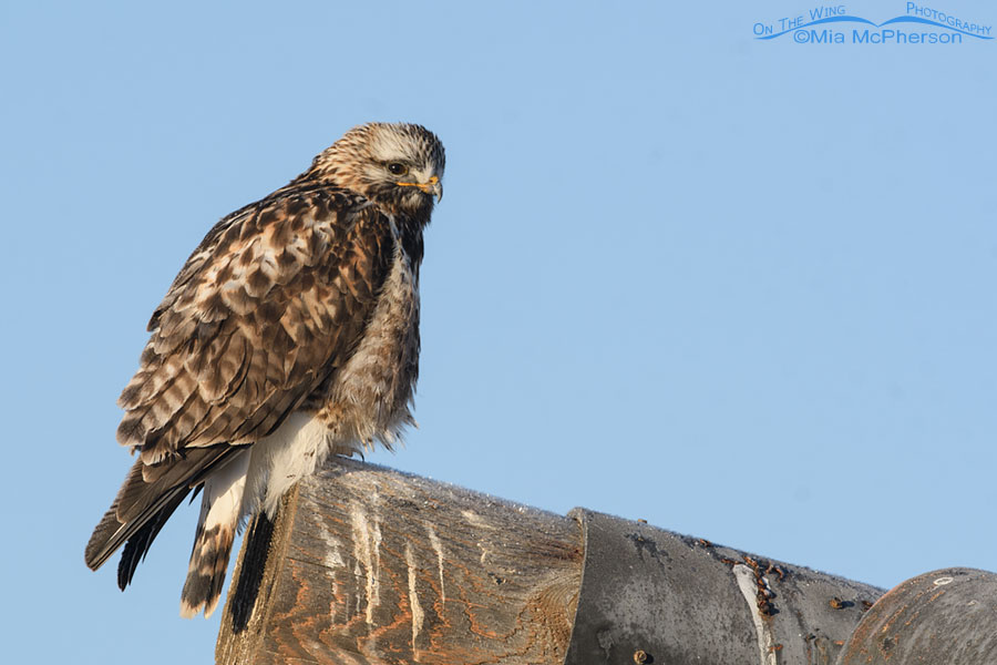 Adult Rough-legged Hawk after rousing, Bear River Migratory Bird Refuge, Box Elder County, Utah