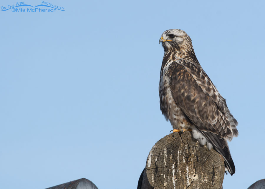Rough-legged Hawk with his eye on something, Bear River Migratory Bird Refuge, Box Elder County, Utah