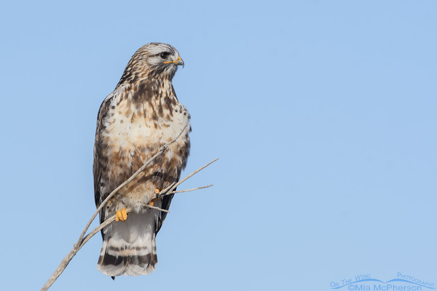 Adult Rough-legged Hawk perched on a thin branch, Bear River Migratory Bird Refuge, Box Elder County, Utah