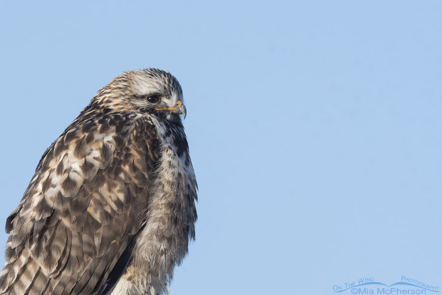 Rough-legged Hawk portrait on a frigid January morning, Bear River Migratory Bird Refuge, Box Elder County, Utah