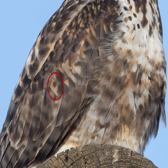 Rough-legged Hawk feather detail