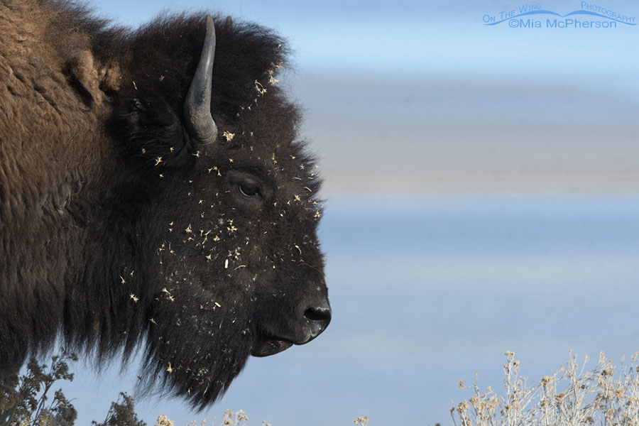 American Bison portrait in front of the Great Salt Lake, Antelope Island State Park, Davis County, Utah