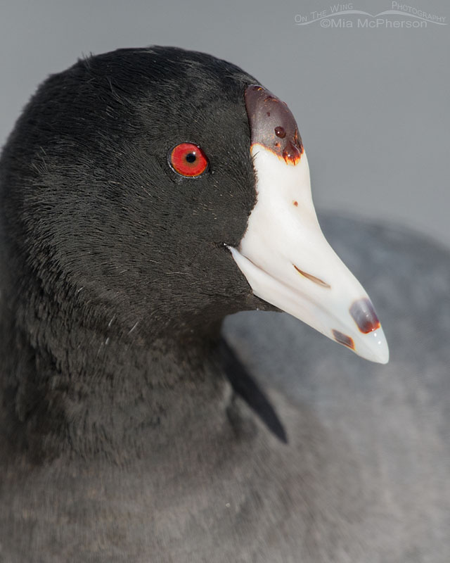 February American Coot portrait, Salt Lake County, Utah