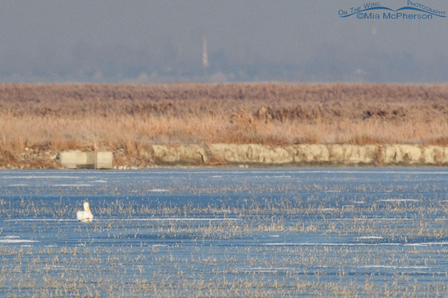 American White Pelican - January 11, 2021, Farmington Bay WMA, Davis County, Utah