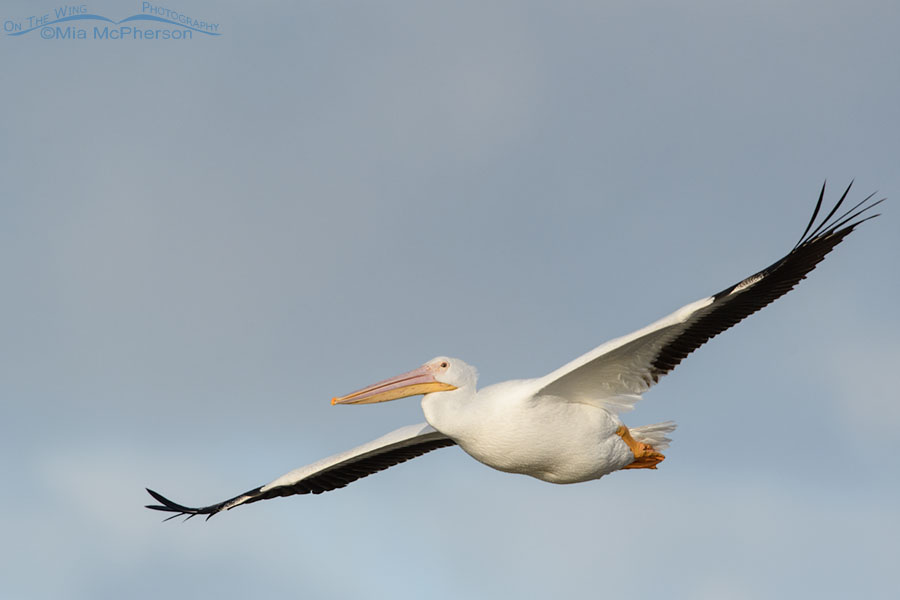 Winter American White Pelican on the wing, Farmington Bay WMA, Davis County, Utah