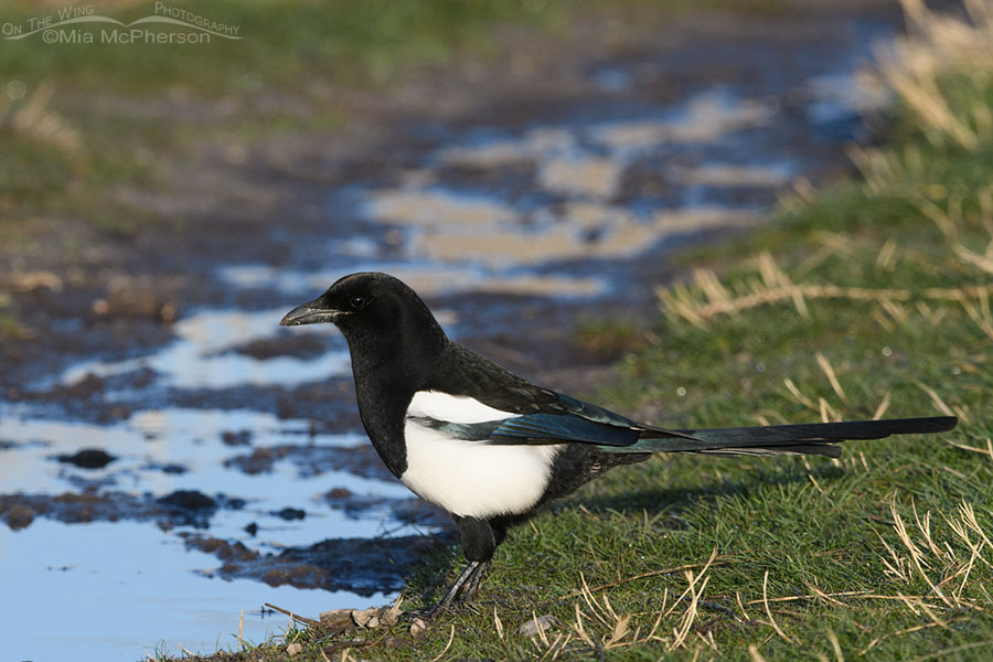 Adult Black-billed Magpie next to a puddle, Antelope Island State Park, Davis County, Utah