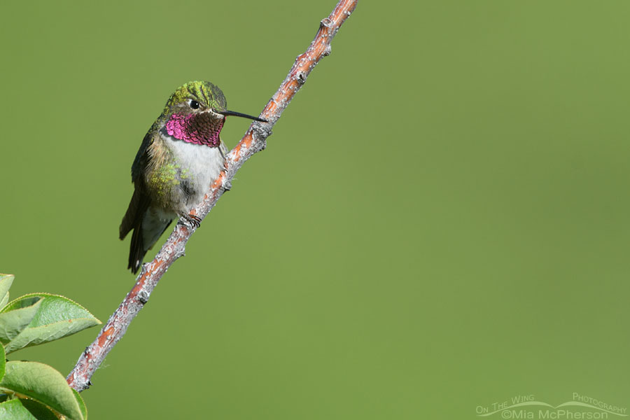 Adult male Broad-tailed Hummingbird perched on a Chokecherry branch, Wasatch Mountains, Morgan County, Utah