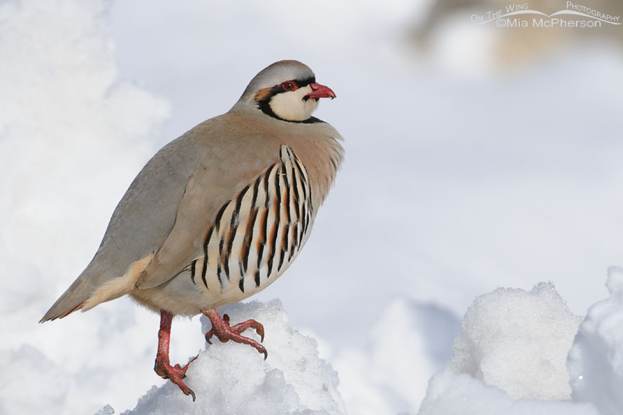 Adult Chukar perched on a mound of snow, Antelope Island State Park, Davis County, Utah
