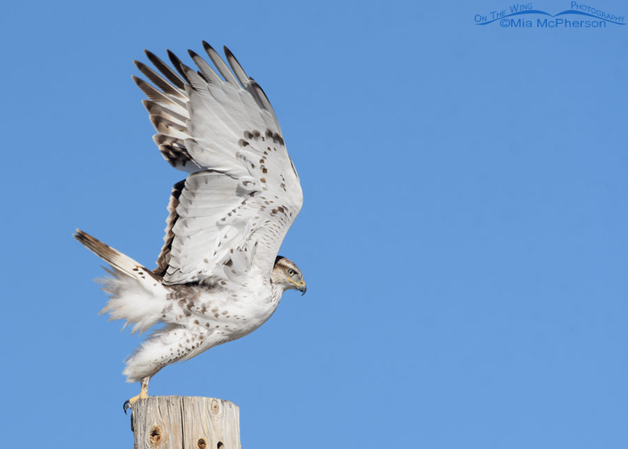 First winter Ferruginous Hawk lifting off with its feet still on the pole, West Desert, Tooele County, Utah