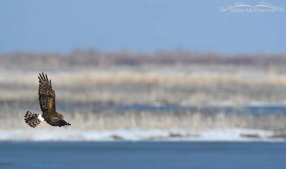 Immature male Northern Harrier flying over a wintry marsh, Bear River Migratory Bird Refuge, Box Elder County, Utah