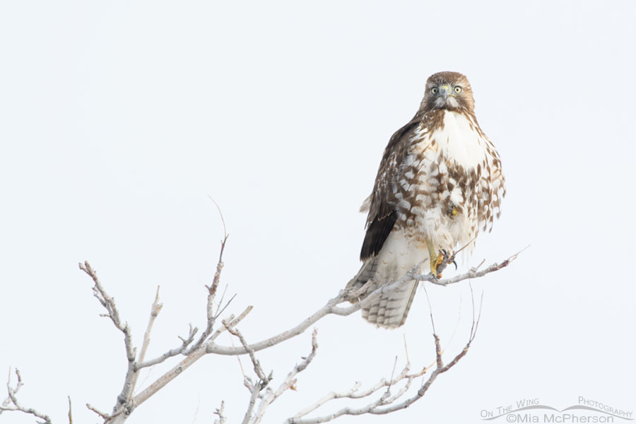 High key immature Red-tailed Hawk, Farmington Bay WMA, Davis County, Utah
