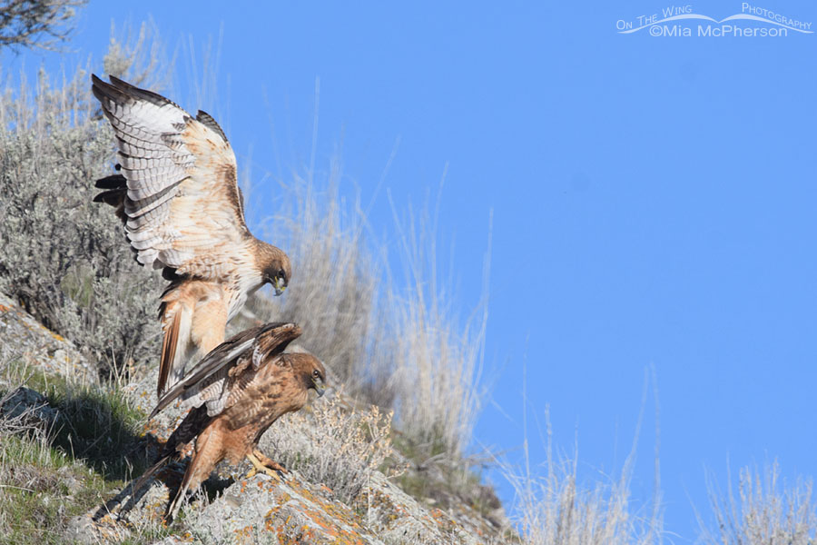 Red-tailed Hawks mating on a hillside, Box Elder County, Utah