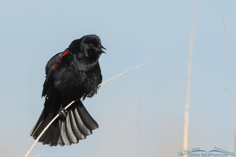 Adult Red-winged Blackbird male singing in February, Farmington Bay WMA, Davis County, Utah