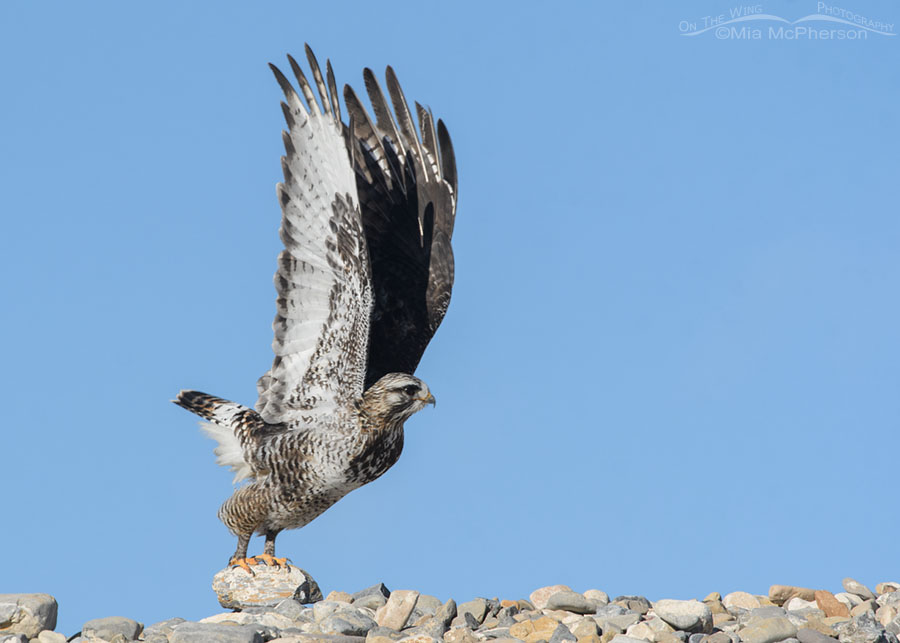 Adult male Rough-legged Hawk lifting off with its feet still on a rock, West Desert, Tooele County, Utah