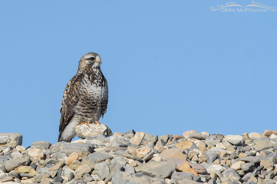 Adult male Rough-legged Hawk with a plain blue sky background, West Desert, Tooele County, Utah