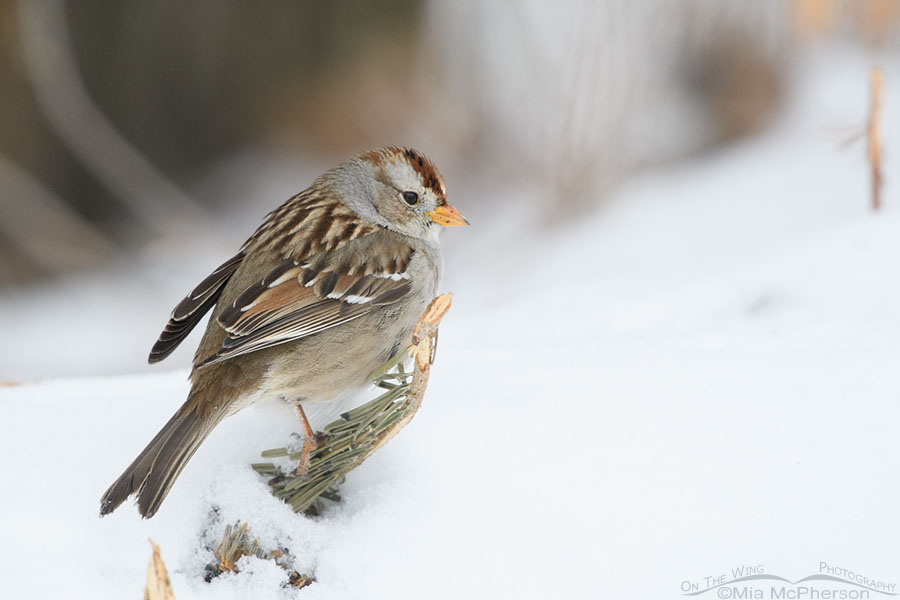 Immature White-crowned Sparrow on a snowy day, Salt Lake County, Utah