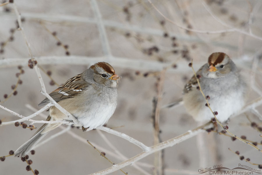 Immature White-crowned Sparrows on a dreary winter day, Salt Lake County, Utah