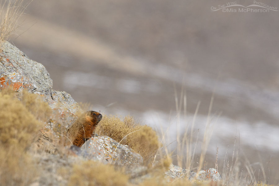 Yellow-bellied Marmot on a rocky slope in February, Box Elder County, Utah