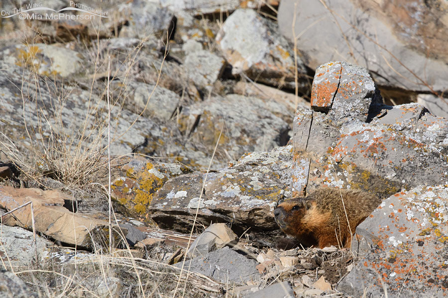 Yellow-bellied Marmot above ground way too early in winter, Box Elder County, Utah