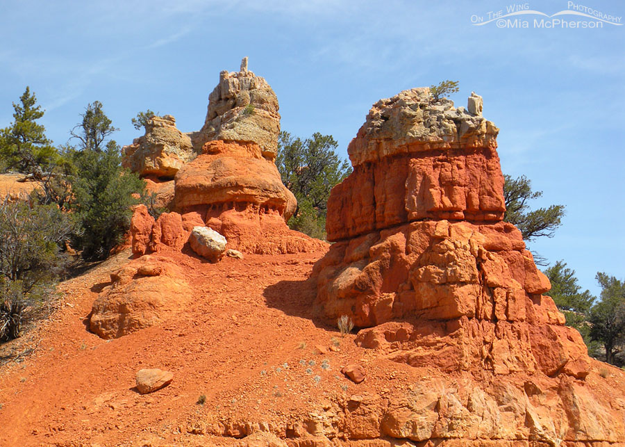 Red Canyon rocks and trees, Red Canyon, Dixie National Forest, Garfield County, Utah