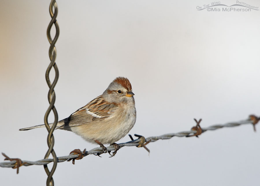 Adult American Tree Sparrow perched on a fence, Wasatch Mountains, Summit County, Utah